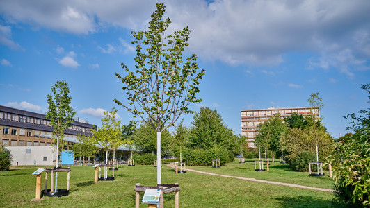 Klima-Arboretum am Heidelsteig