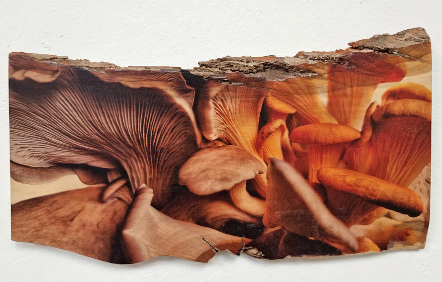 Kunstdruck - Pilz auf Holz.
