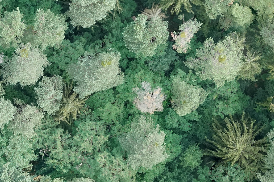 Eine Aufnahme der Drohne zeigt Baumkronen im Stadtwald. 